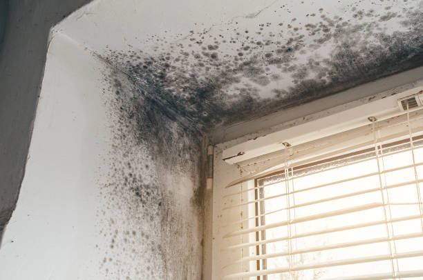 Affordable Mold Remediation solutions in Mount Tabor, NJ